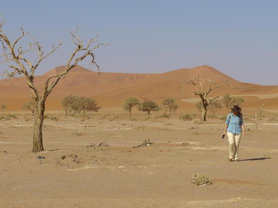 Person in Safarikleidung und Hut geht durch eine trockene Wüstenlandschaft mit vertrockneten Bäumen, im Hintergrund erheben sich große orangefarbene Sanddünen unter klarem Himmel