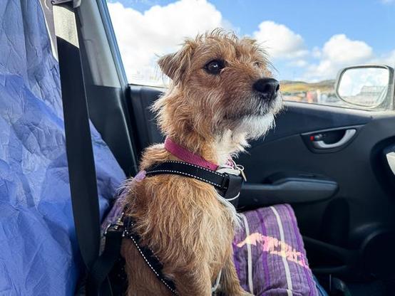 Small dog in the car