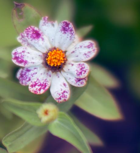 Flower with two rows of white petals with purple speckles on the outside,  a core of little yellow florets and past that green leaves getting out of focus as we move away
