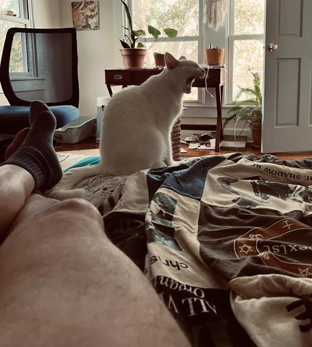 a yawning white cat sits on a quilt on a bed next to a man's crossed legs, the man wearing one red and one blue sock); a desk with plant and windows in the background