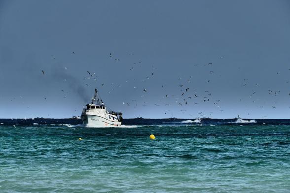 Ein weisses Fischerboot fährt auf dem blaugrünen kabbeligem Meer und ist umflogen von vielen Möwen.