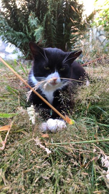 Black-and-white cat lying in the garden