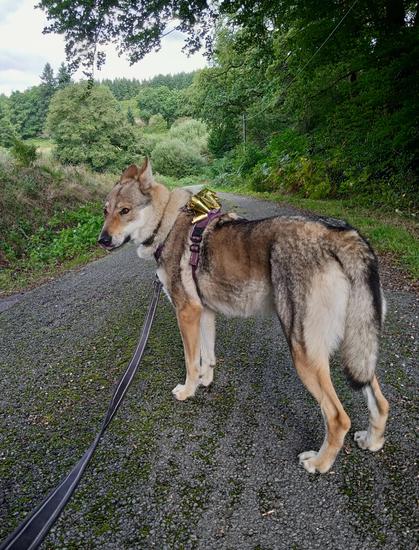 A large Wolfy looking dog in a purple harness, topped with a gold bow. She stands obliquely, facing down a country lane, with her head turned back round and tongue slightly out mid-lick. The trees and fields either side of the road are lush green after the rain, with some dead brown autumn colours seeping in.