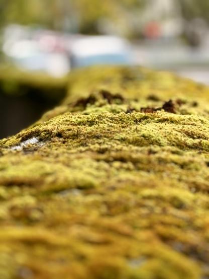 A shot of moss atop a wall in Reykjavík. The foreground and distance are blurred while the middle is in focus