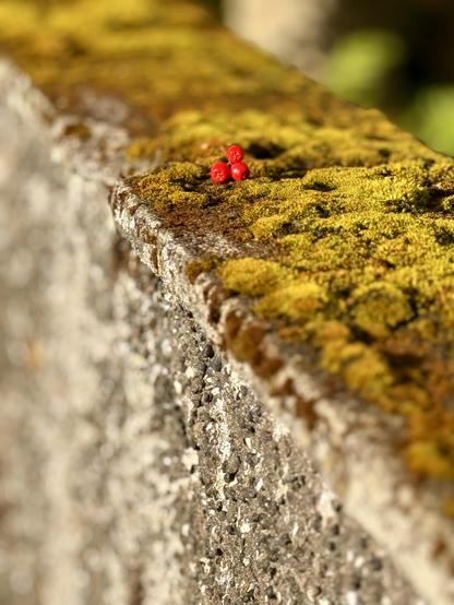Some red berries sit on top of some moss that’s on the top of a wall