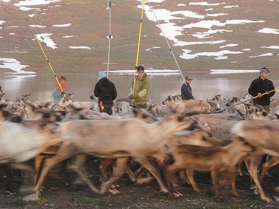  Females and their young run in circles while ranchers try to find a young reindeer that is following a female that belongs to them, to catch it and mark its ear. 

© Marie Roué