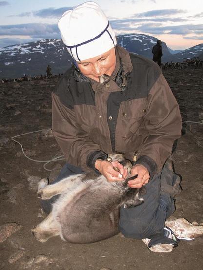 A woman marking a young reindeer calf's ear with a knife.