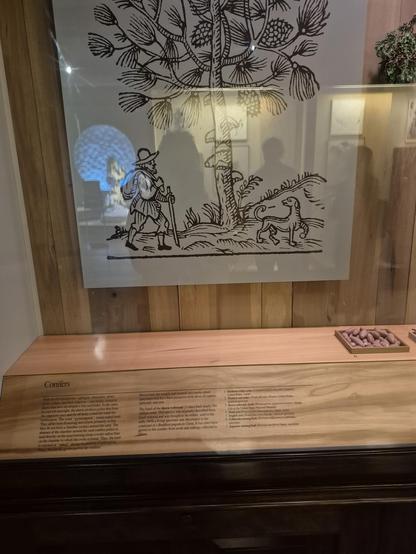 #Conifers are a large group of woody plants that produce seeds in cones and have needle-like or scale-like leaves. They are gymnosperms, meaning their seeds aren't enclosed in fruit. Conifers are often