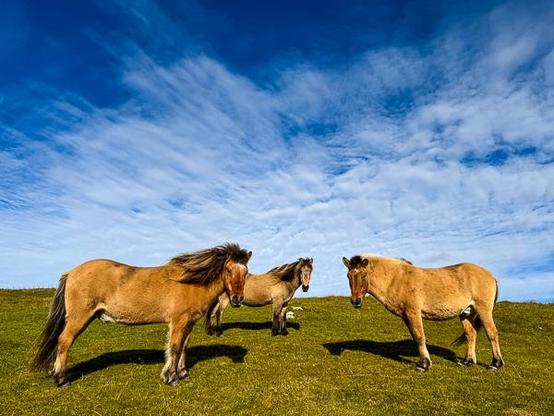 Icelandic horses in field