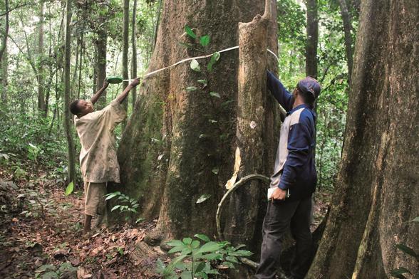A Baka villager & an ethnobiologist measure the diameter of a tree in the rainforest.