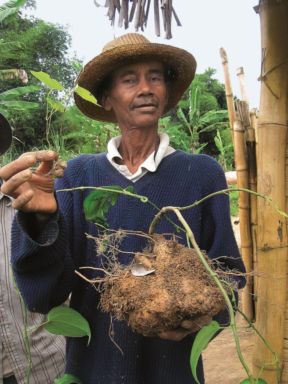 A farmer is holding a huge yam in his left hand and a tiny wild ancestral form (?) in his right hand.