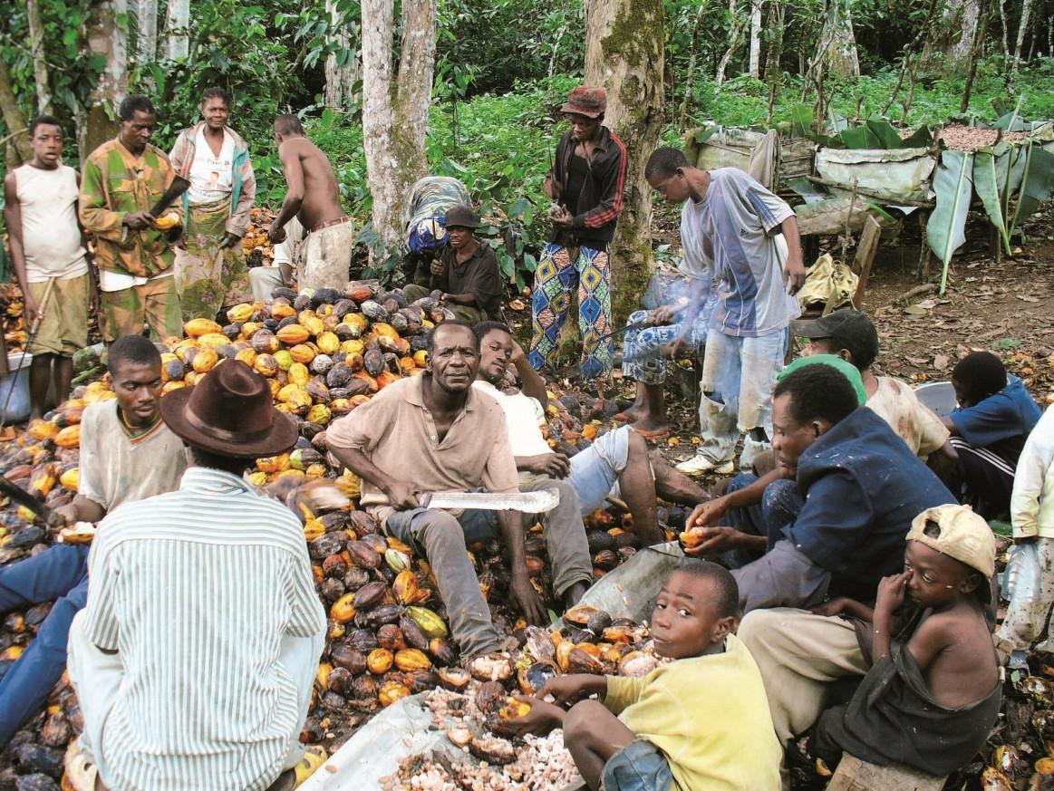 A group of villagers is opening cacao pods.