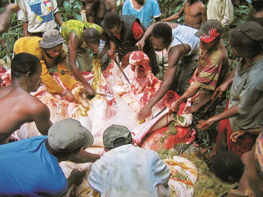 A group of villagers is cutting up an elephant.