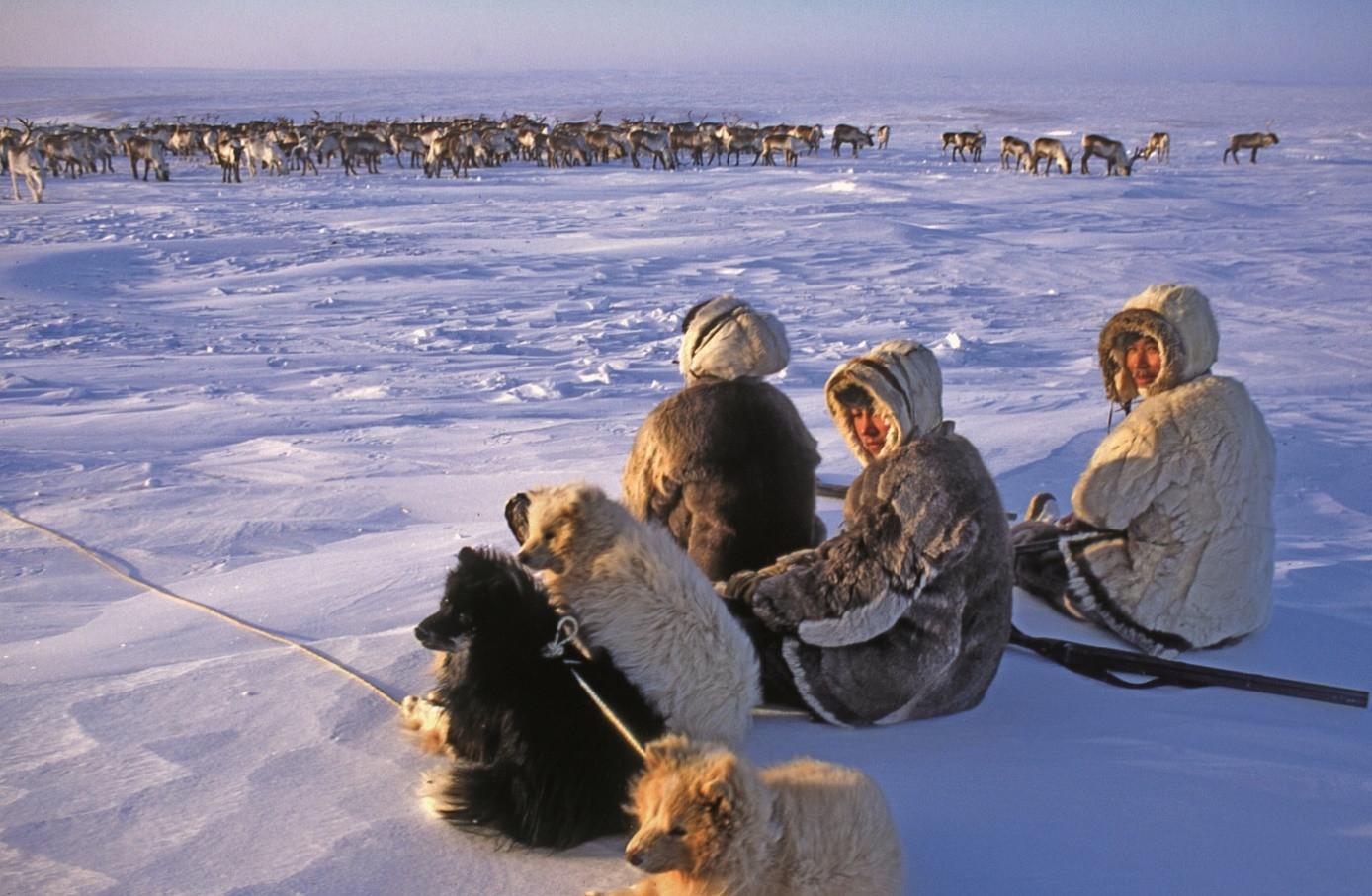 Reindeer herders sit on the snow with their dogs, watching the herd.