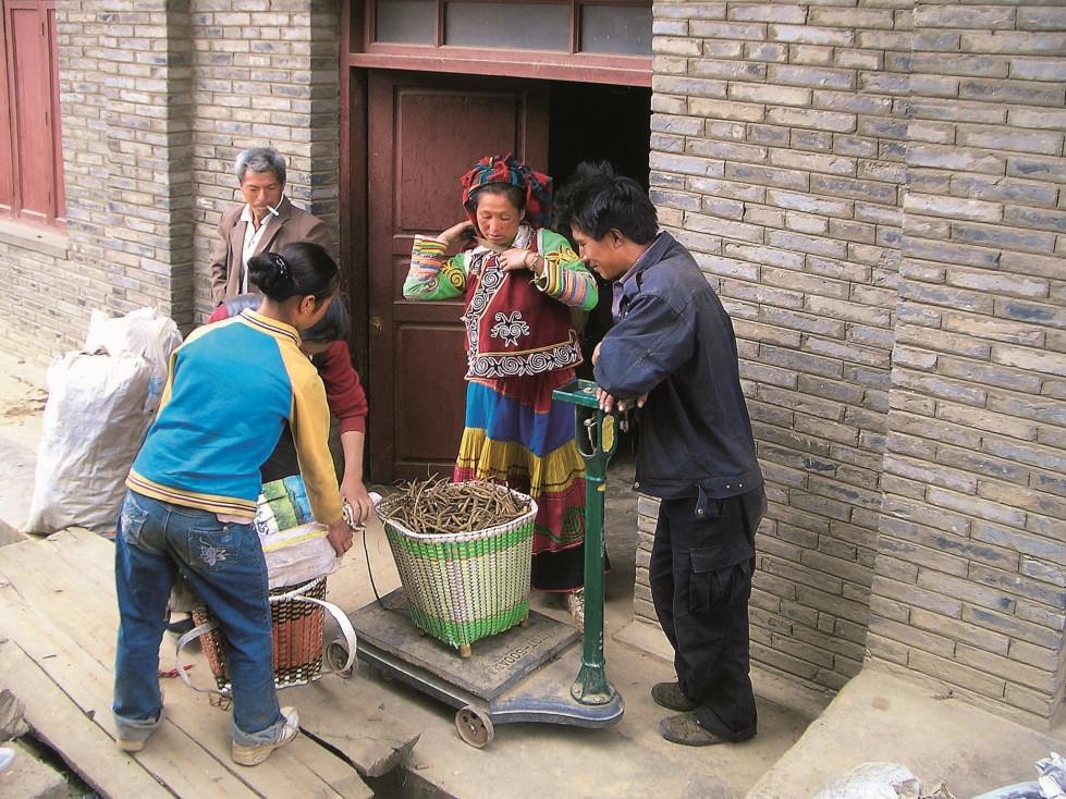 A large basket full of medicinal plants.