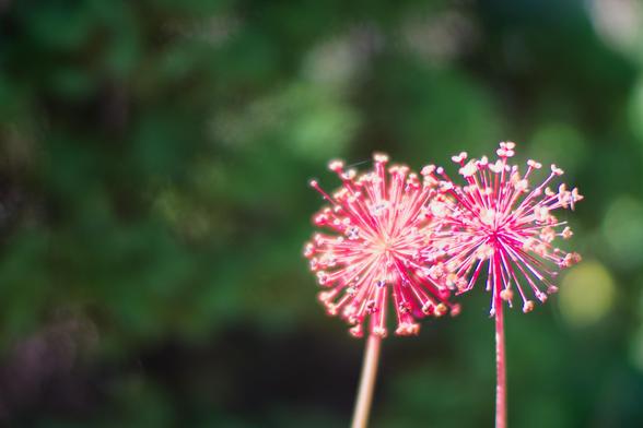 Two soft-focused flower clusters right of center are red and white and have a background of green, white and yellow speckles.