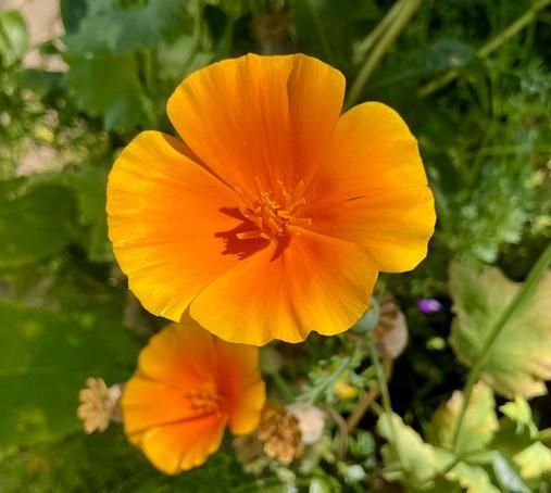 A photograph I took in my garden the other day of a bright orange California poppy. They are so delicate, so shiny and silky.