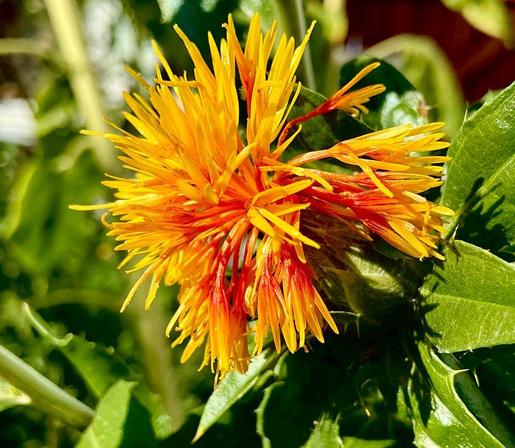 This is a photograph of a safflower flower in my garden, it looks like a skimpy pompom... yellow and red.