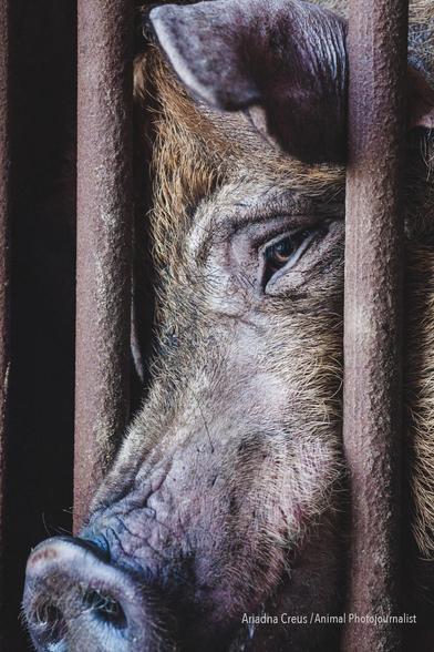 Primer plano retrato del rostro de una cerda entre los barrotes del área de maternidad de una granja. Su mirada dice más de lo que podamos describir. La foto incluye la firma de su autora: "Ariadna Creus. Animal photojournalist".