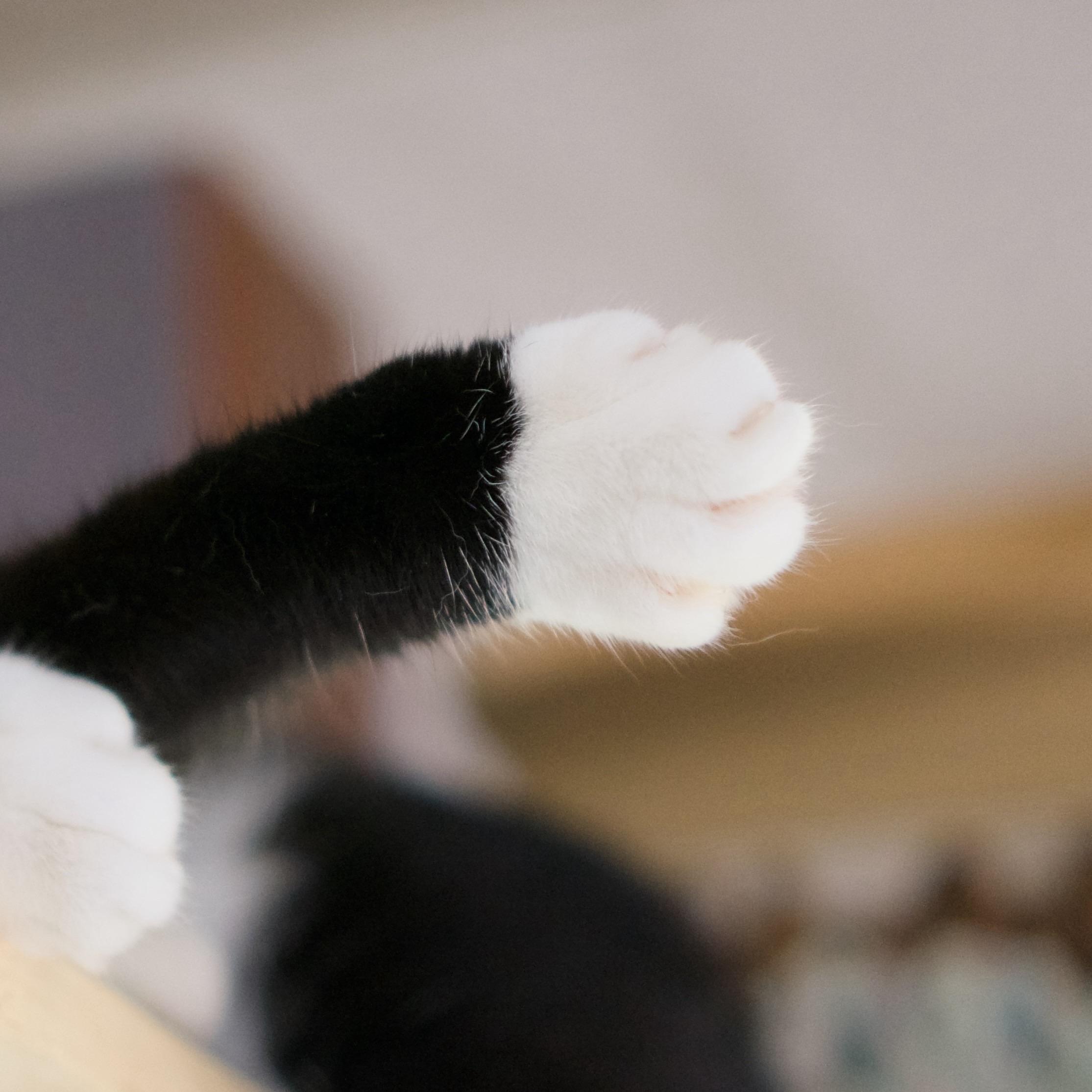 A close-up of a cat's paw, featuring a black and white coloration with distinct fluffy white fur on the toes and a black arm.