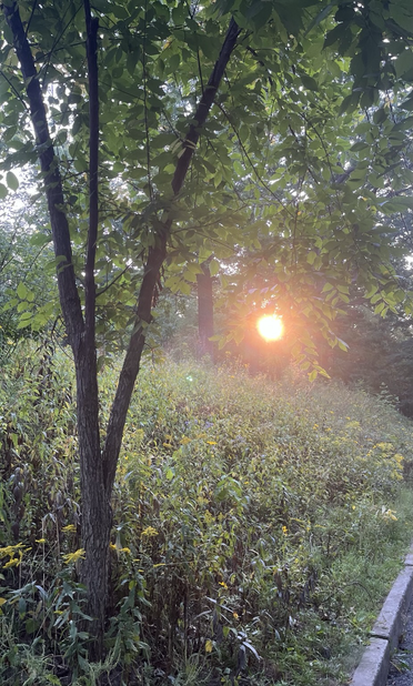 Sun through the trees