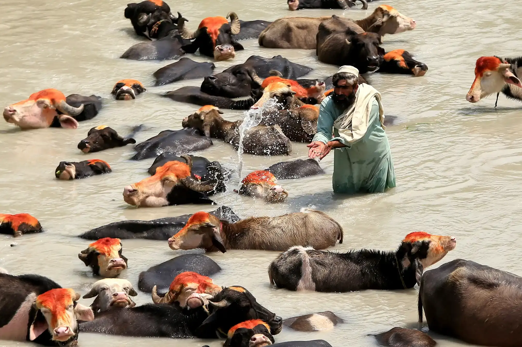 A herder cools off his cattle in a river during a hot day in Peshawar.