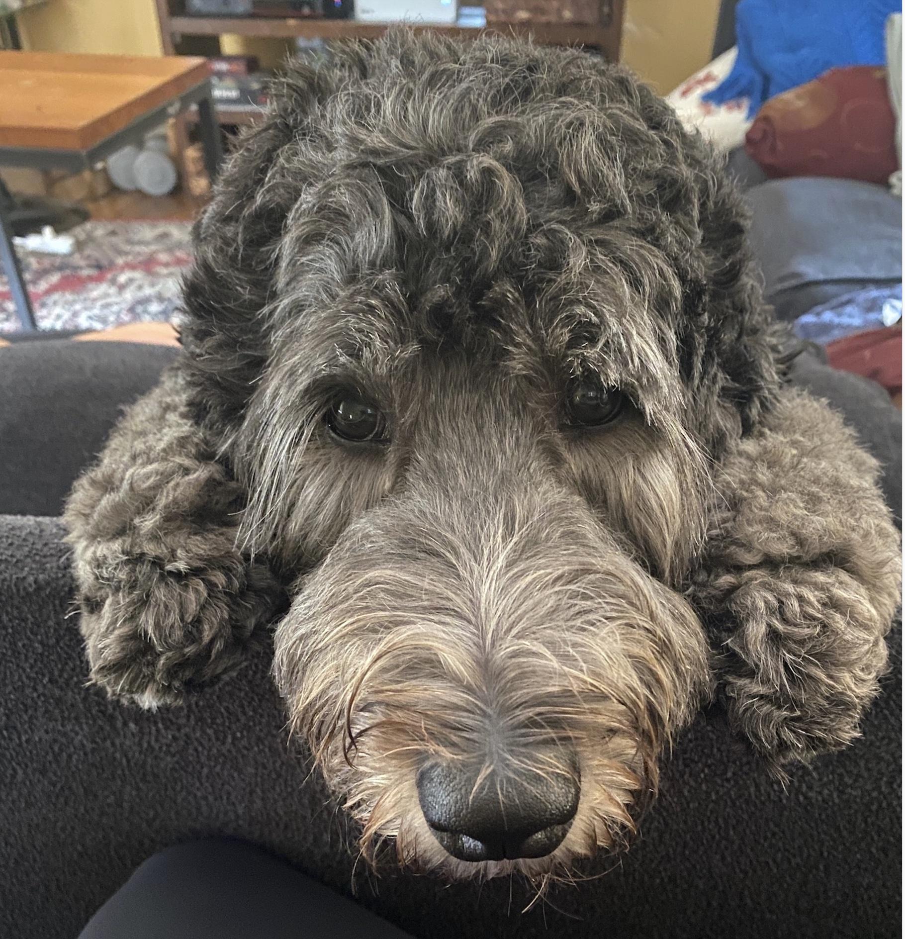 A black dog (Mabel), paws up on sofa, calmly looking directly at viewer.