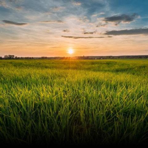 Sunset over a vast green field with a vibrant sky of orange and blue hues, creating a peaceful and serene atmosphere.