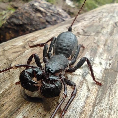 Criatura similar a una araña con grandes pinzas, aunque no se abren y cierran como la de los cangrejos. El segundo par de patas son estrechas y largas y no las usa para caminar. Detrás del abdomen tiene un fino y largo apéndice.