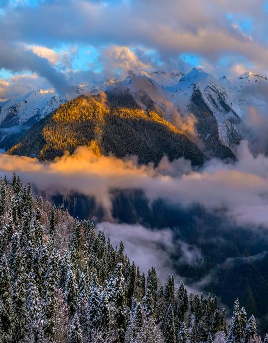 Snow-covered trees and mountains in the fog.