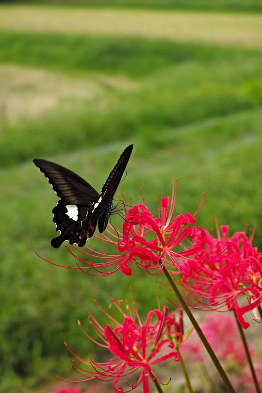 Black Swallowtail butterfly at red Spider Lily.
