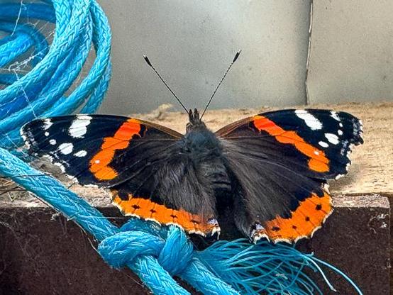 Red Admiral butterfly