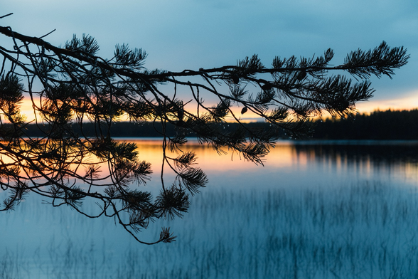 Zweig am See im Abendlicht