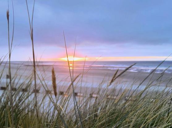 Auf dem Bild ist ein wunderschöner Sonnenuntergang über dem Meer zu sehen, im Vordergrund sieht man Seegras