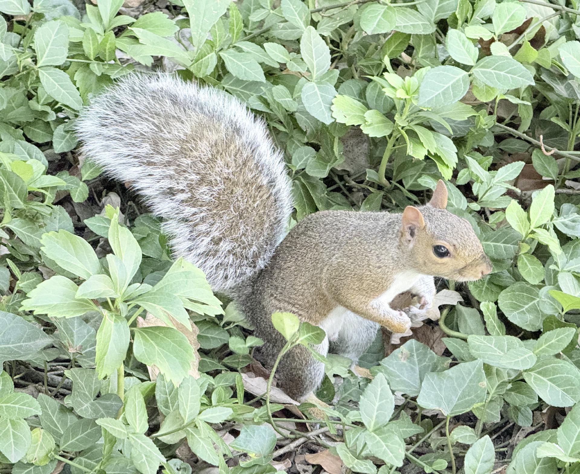 Squirrel in grass