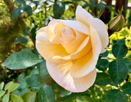 This is a photograph I took today of my mom's white rose. It is flowering! She would buy small potted roses to have on her balcony, this one has happily moved into the perennial bed. Getting bigger every year.