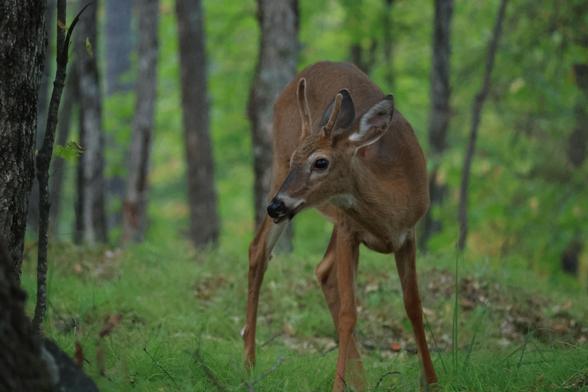 A close up photo of a deer in an Ontario forest. The deer is brown/tan in colour with a dark nose and eyes. It was grazing on grasses on the forest floor.