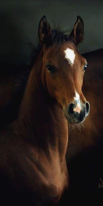 A painting-like photography of a foal.