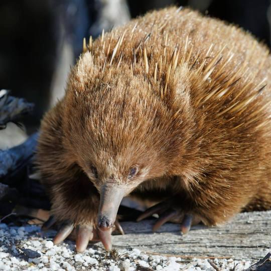 Echidna.