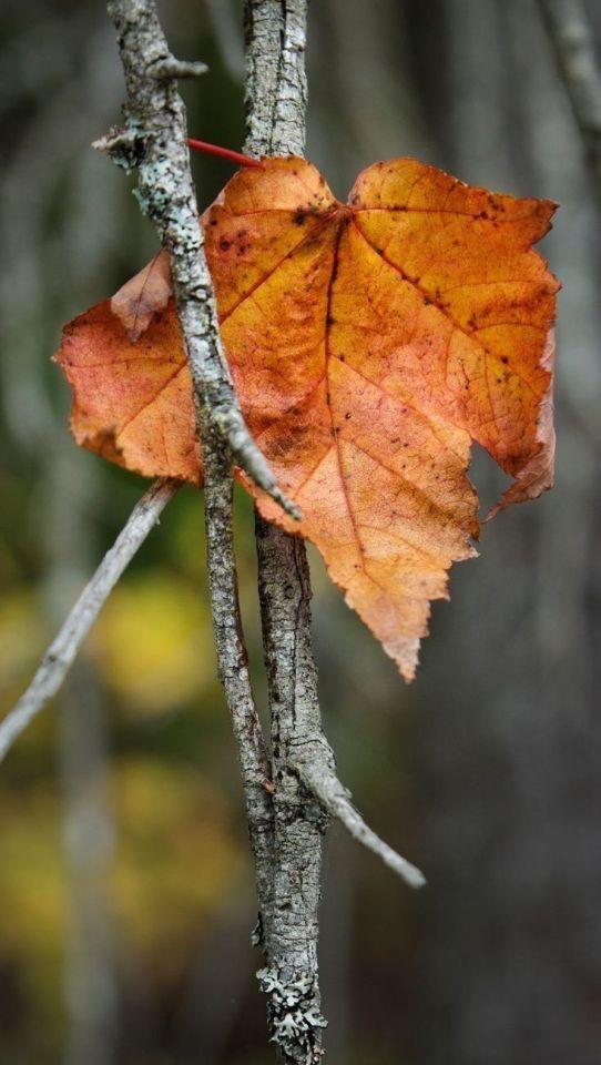 An autumn leaf stuck in the branches.