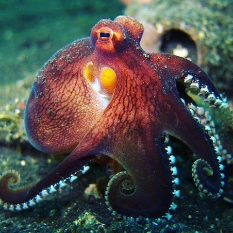 Close-up of an octopus with orange body & blue tentacles.