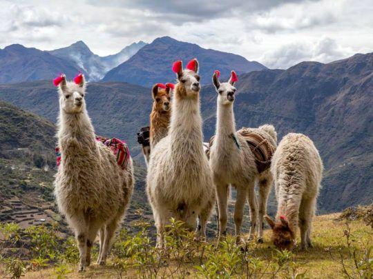 Llamas in the mountains with red-tagged ears.