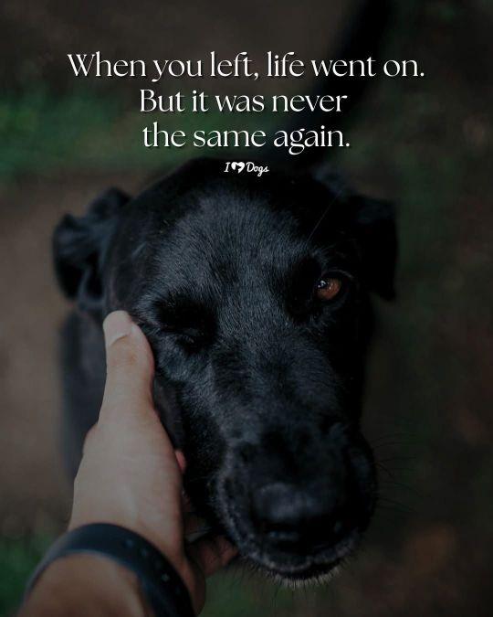 When you left, life went on.
But it was never the same again.
A person touching the face of an old black dog.