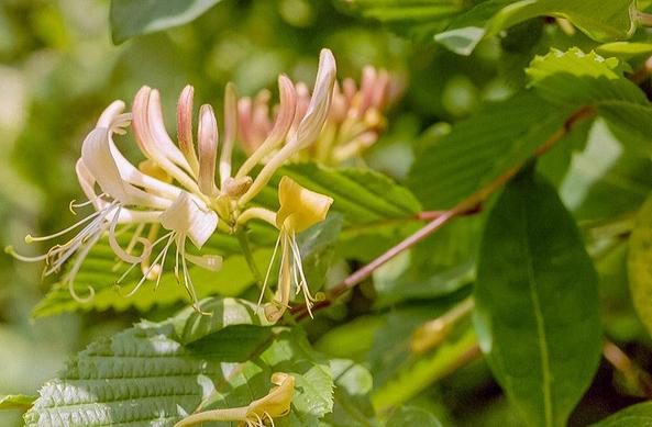 Fleur de chèvrefeuille 
