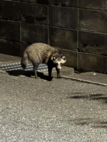 A nighttime street scene. A tanuki (Japanese raccoon dog) stands by a drainage gutter. The tanuki is plump, with a fluffy tail and dark mask-like markings on a white face. It’s facing the camera.