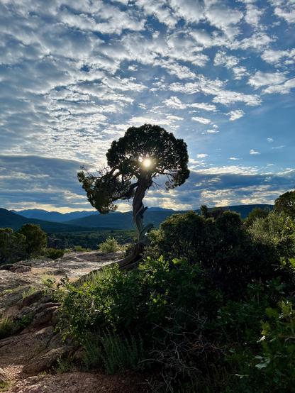 A twisted tree at Black Canyon of the Gunnison National Park, silhouetted against the sky with the sun shining through its branches. Surrounding green foliage and distant mountains frame the scene under a sky filled with scattered clouds.