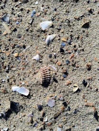 Zu sehen ist eine Nahaufnahme des Strandes. Man erkennt einzelne Sandkörner und unzählige Muscheln und deren Fragmente in verschiedenen Farben, von weiß über beige und braun bis hin zu blau.