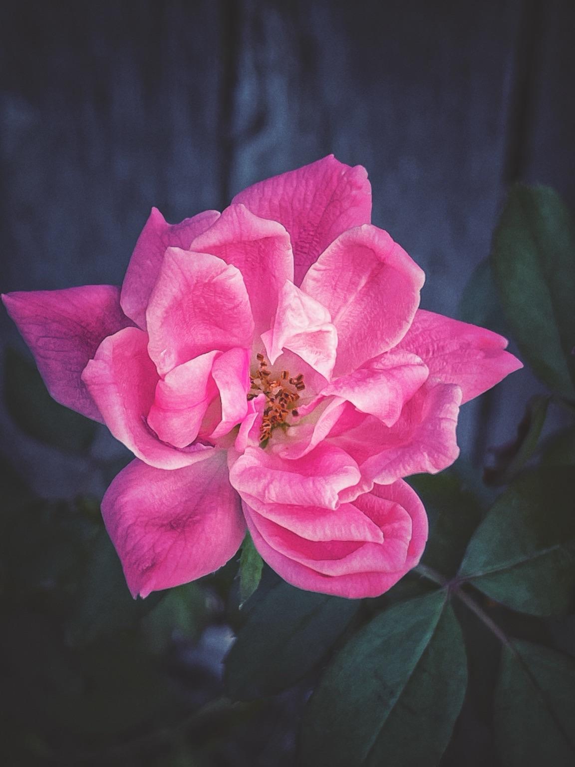 photograph of a pink rose
