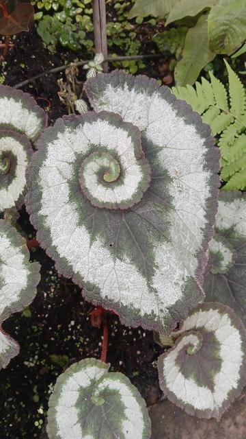 Grande feuille d'une plante blanche et vert foncée, s'enroulant sur elle-même, surplombant d'autre feuilles identiques, mais plus petites