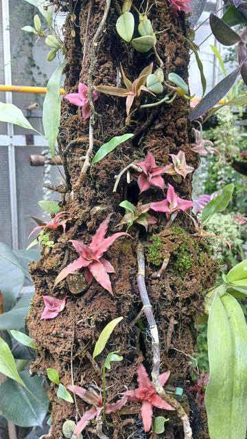 Tronc d'un petit arbre, couvert de plantes grimpantes aux feuilles rouges